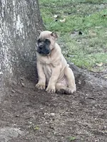 Formentino , a female Cane Corso for sale in Beaumont, TX – 3 of 5