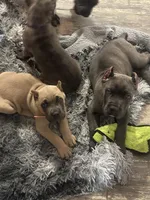 Formentino , a female Cane Corso for sale in Beaumont, TX – 2 of 5