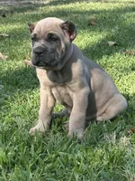 Formentino , a female Cane Corso for sale in Beaumont, TX – 1 of 5