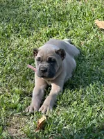 Formentino , a female Cane Corso for sale in Beaumont, TX – 5 of 5