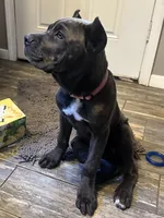 Purple collar , a female Cane Corso for sale in Beaumont, TX – 5 of 7