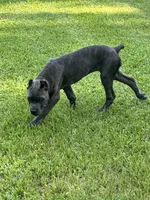 Purple collar , a female Cane Corso for sale in Beaumont, TX – 7 of 7