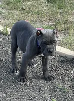 Purple collar , a female Cane Corso for sale in Beaumont, TX – 6 of 7