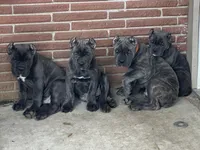 Purple collar , a female Cane Corso for sale in Beaumont, TX – 3 of 7