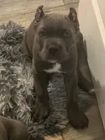 Purple collar , a female Cane Corso for sale in Beaumont, TX – 2 of 7