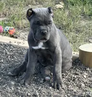 Purple collar , a female Cane Corso for sale in Beaumont, TX – 5 of 7