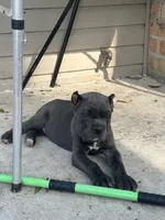 Purple collar , a female Cane Corso for sale in Beaumont, TX – 7 of 7