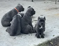 Purple collar , a female Cane Corso for sale in Beaumont, TX – 4 of 7