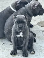 Purple collar , a female Cane Corso for sale in Beaumont, TX – 1 of 7