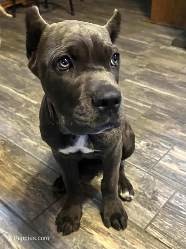 Purple collar  – Cane Corso puppy for sale in Beaumont, TX