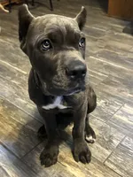 Purple collar , a female Cane Corso for sale in Beaumont, TX – 1 of 7
