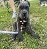 Purple collar , a female Cane Corso for sale in Beaumont, TX – 2 of 7