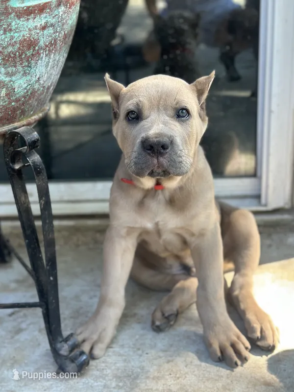Red Formentino – Cane Corso puppy for sale in Beaumont, TX