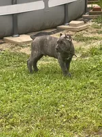 Black collar , a male Cane Corso for sale in Beaumont, TX – 5 of 6