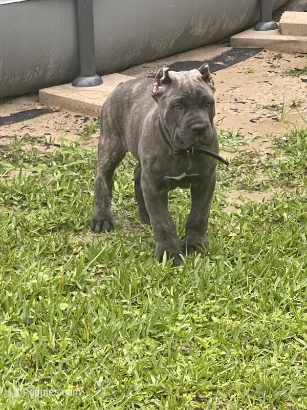 Black collar  – Cane Corso puppy for sale in Beaumont, TX