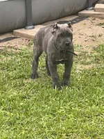 Black collar , a male Cane Corso for sale in Beaumont, TX – 1 of 6