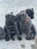 Black collar , a male Cane Corso for sale in Beaumont, TX – 6 of 6