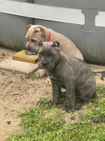 Black collar , a male Cane Corso for sale in Beaumont, TX – 2 of 6