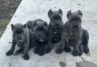 Black collar , a male Cane Corso for sale in Beaumont, TX – 3 of 6