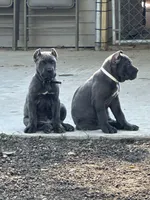 Black collar , a male Cane Corso for sale in Beaumont, TX – 4 of 6