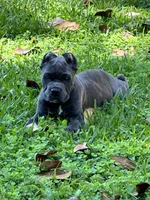 Purple collar , a female Cane Corso for sale in Beaumont, TX – 3 of 7
