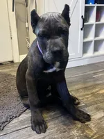 Purple collar , a female Cane Corso for sale in Beaumont, TX – 6 of 7