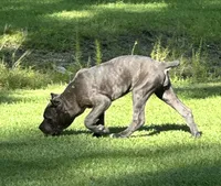 Purple collar , a female Cane Corso for sale in Beaumont, TX – 4 of 7