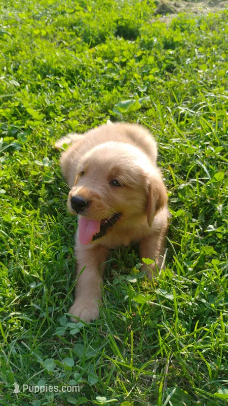Max – Golden Retriever puppy for sale in West Point, IA