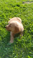 Max, a male Golden Retriever for sale in West Point, IA – 2 of 5