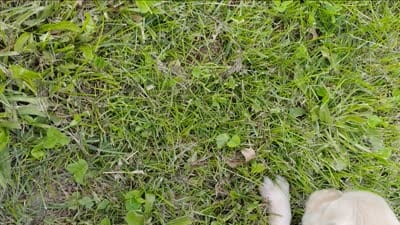 Macy, a female Golden Retriever for sale in West Point, IA – 1 of 2