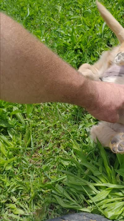 Benny, a male Golden Retriever for sale in West Point, IA – 3 of 3