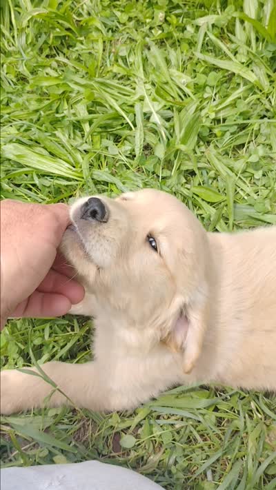 Buddy, a male Golden Retriever for sale in West Point, IA – 2 of 2