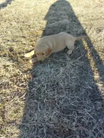 Lily, a female Golden Retriever for sale in West Point, IA – Photo 6 of 6