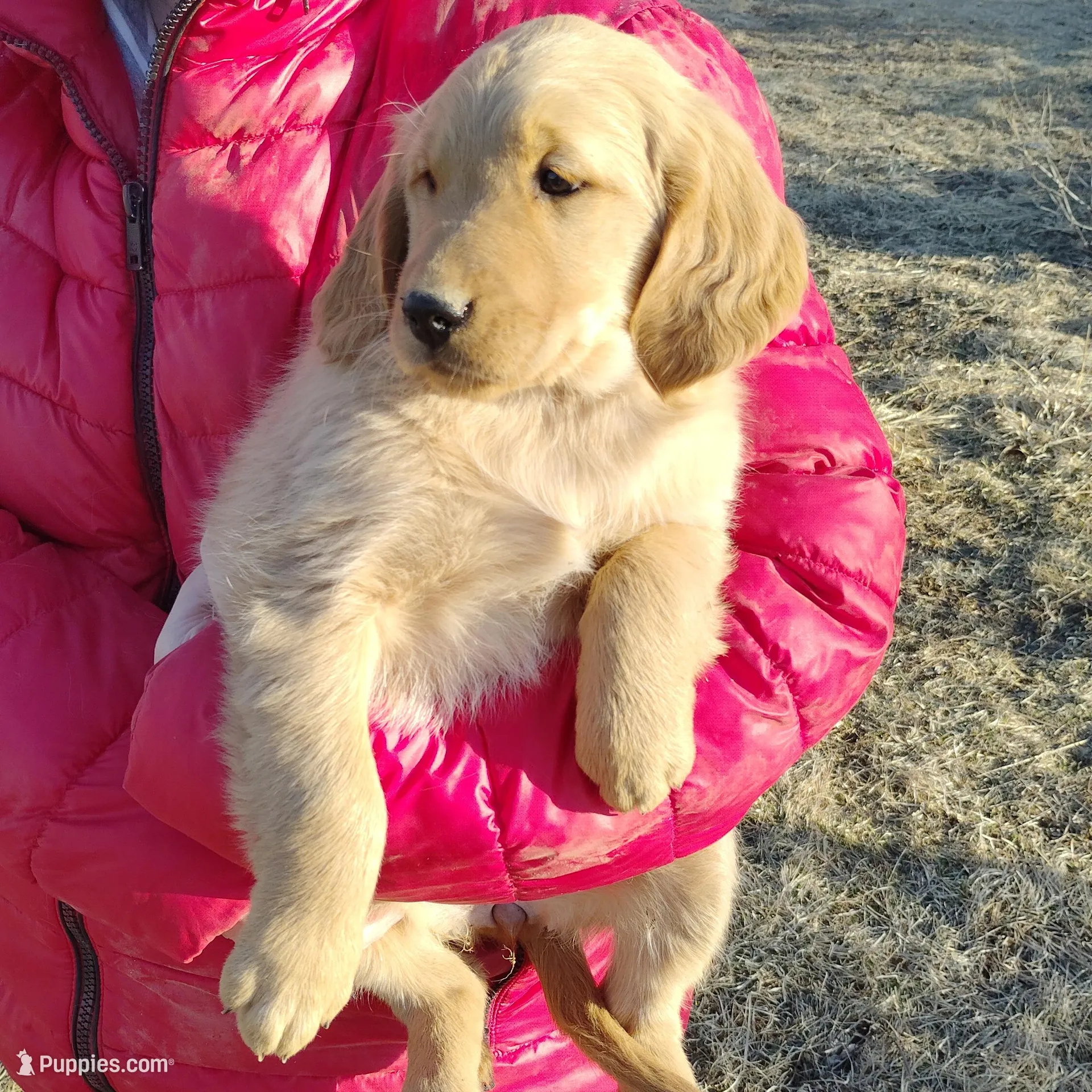 Lily, a female Golden Retriever for sale in West Point, IA – Photo 1 of 6