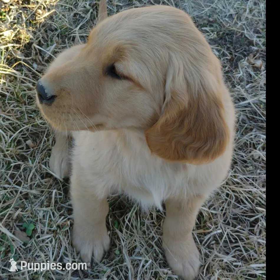 Lily, a female Golden Retriever for sale in West Point, IA – Photo 3 of 6
