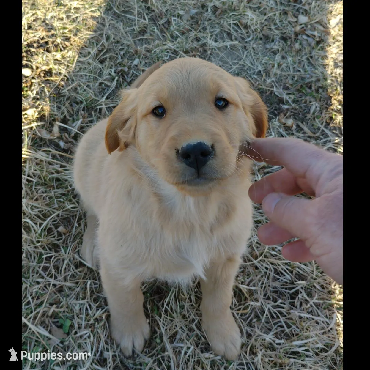Lily, a female Golden Retriever for sale in West Point, IA – Photo 2 of 6