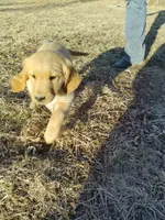 Lily, a female Golden Retriever for sale in West Point, IA – Photo 5 of 6