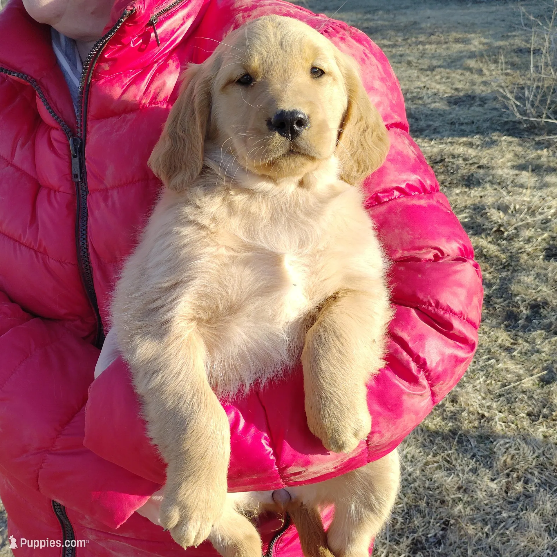 Lily, a female Golden Retriever for sale in West Point, IA – Photo 4 of 6