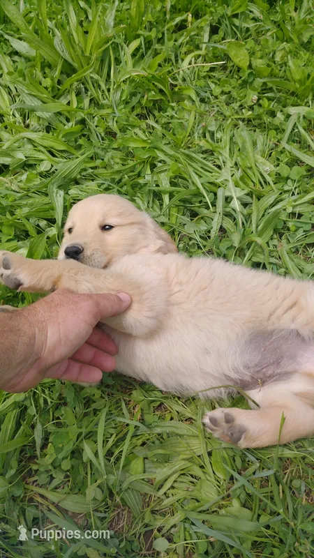 Buddy – Golden Retriever puppy for sale in West Point, IA