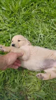 Buddy, a male Golden Retriever for sale in West Point, IA – 1 of 2