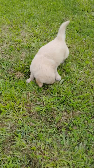 Baxter, a male Golden Retriever for sale in West Point, IA – 3 of 3