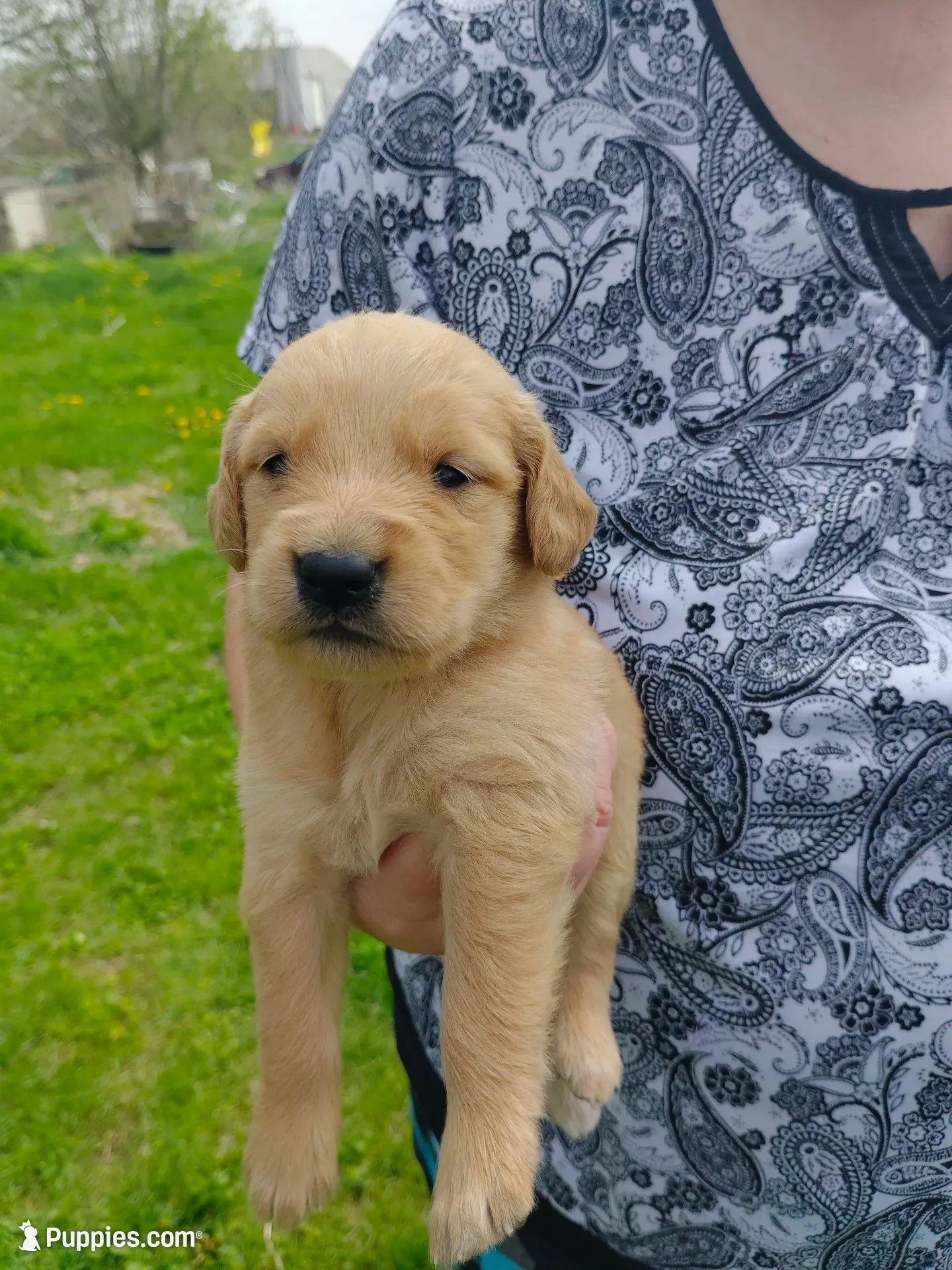 Rose, a female Golden Retriever for sale in West Point, IA – Photo 3 of 6