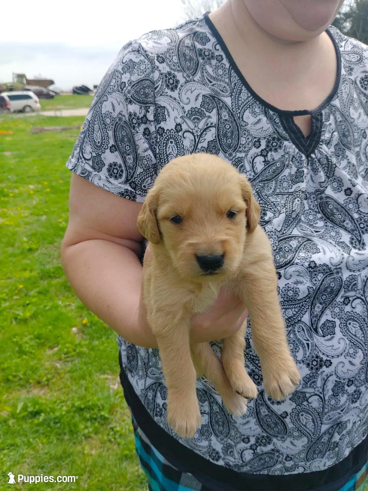 Rose, a female Golden Retriever for sale in West Point, IA – Photo 6 of 6