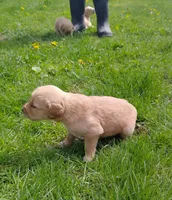 Rose, a female Golden Retriever for sale in West Point, IA – Photo 2 of 6