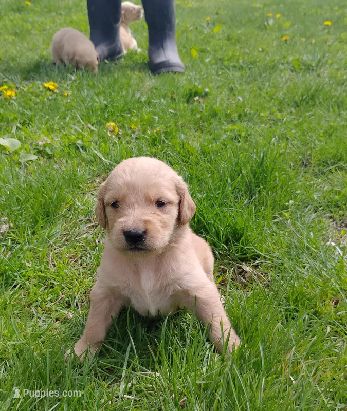 Rose – Golden Retriever puppy for sale in West Point, IA
