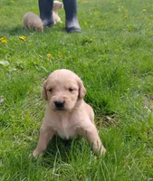 Rose, a female Golden Retriever for sale in West Point, IA – Photo 1 of 6