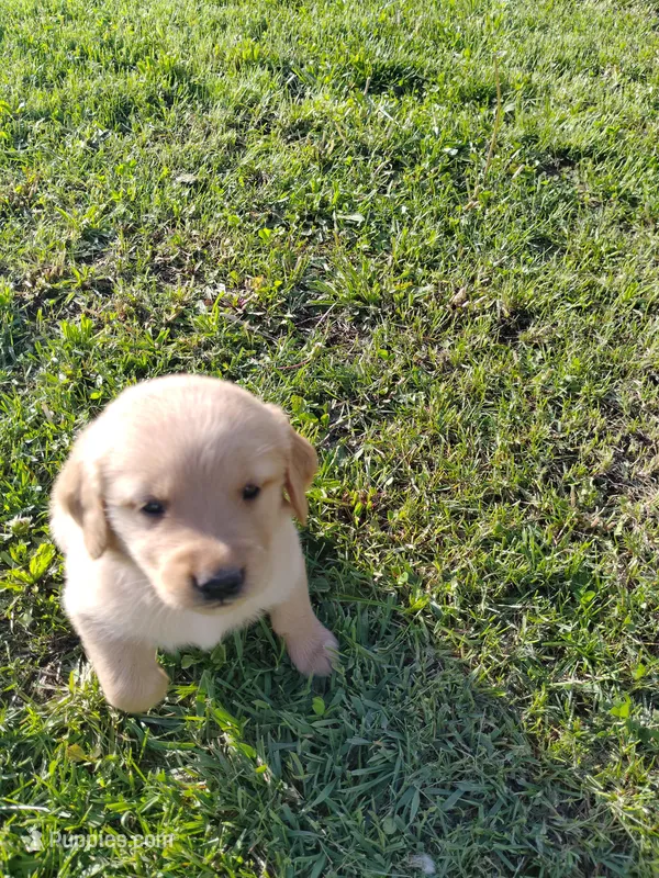 Rose – Golden Retriever puppy for sale in West Point, IA