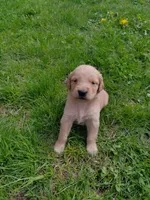 Rose, a female Golden Retriever for sale in West Point, IA – Photo 4 of 6
