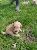 Rose, a female Golden Retriever for sale in West Point, IA – Photo 5 of 6