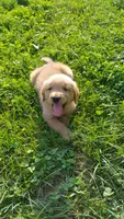 Max, a male Golden Retriever for sale in West Point, IA – 3 of 5
